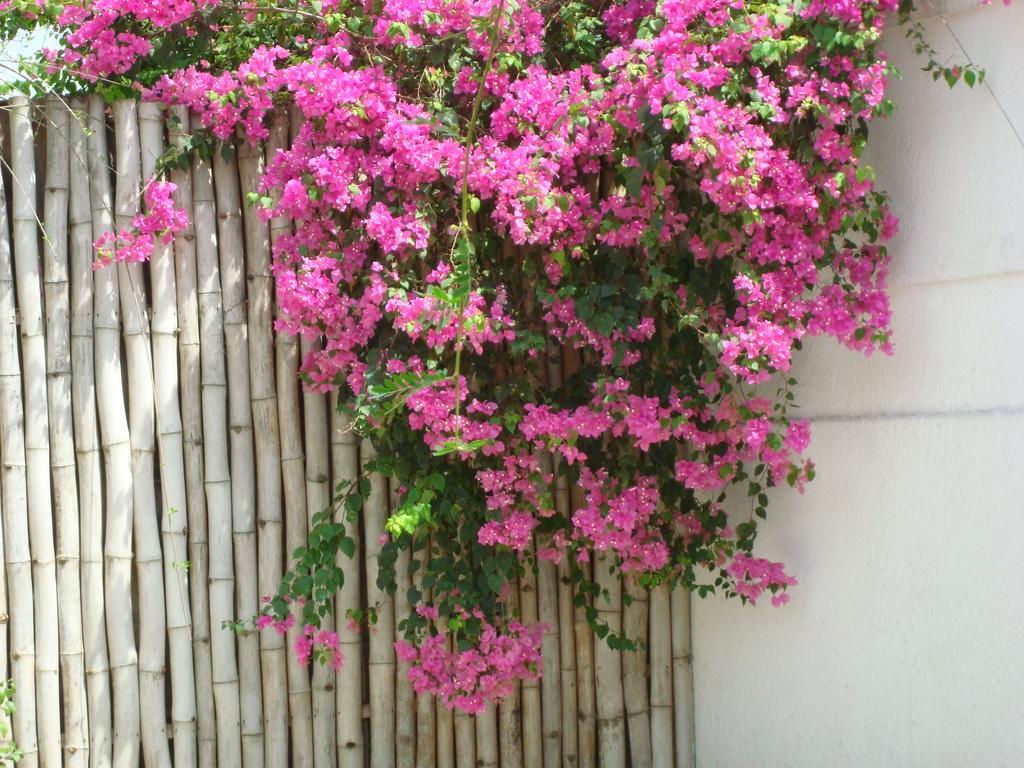 Villa Mango อาบีจาน ภายนอก รูปภาพ